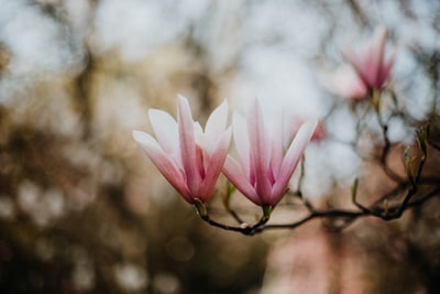 粉红花瓣花的选择性聚焦照片